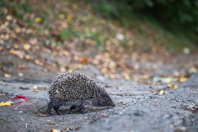 罗德里戈的 罗德里戈的